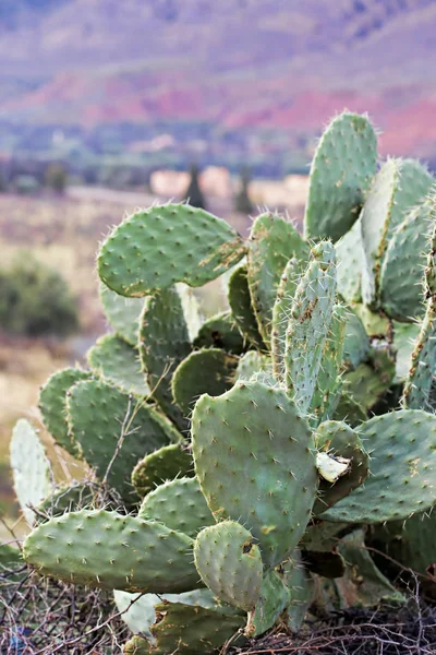 Opuntia inciri meyve 