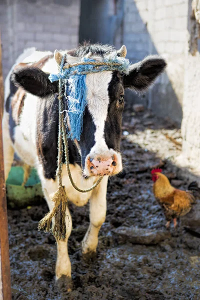 Vaca y gallo en la granja —  Fotos de Stock