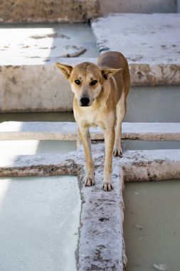 Köpek Tabakhane Medine Fas
