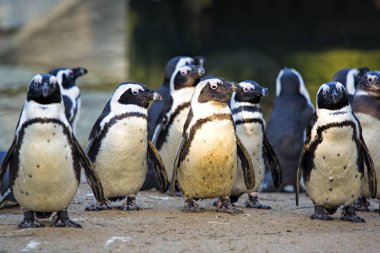 Humboldt penguenler grup