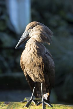 Hamerkop kuş Park 
