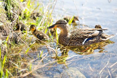 Yeşilbaş ördek ile ducklings Nehri üzerinde