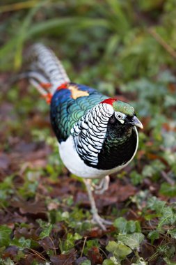 Lady Amherst's pheasant in park clipart