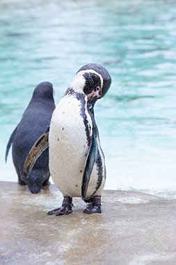 Humboldt penguenler grup