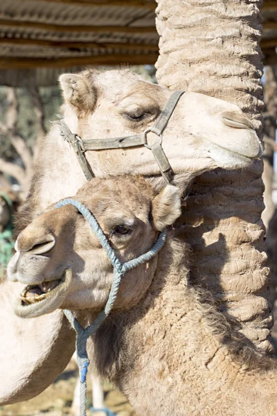Wielbłąd na farmie w Maroko — Zdjęcie stockowe