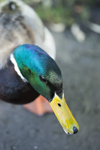 Close-up van mallard duck — Stockfoto