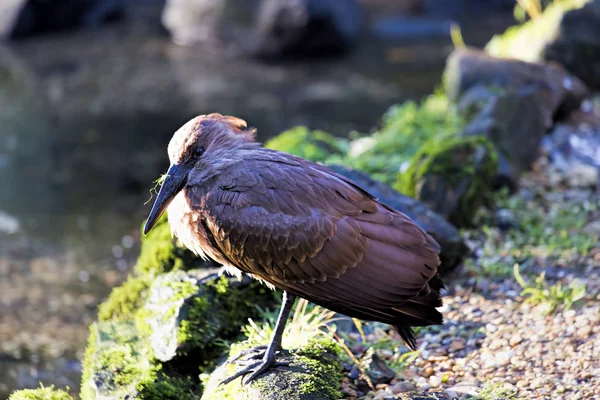 Hamerkop kuş Park — Stok fotoğraf