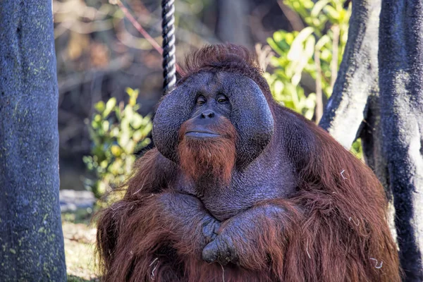Mężczyzna orangutan w zoo — Zdjęcie stockowe