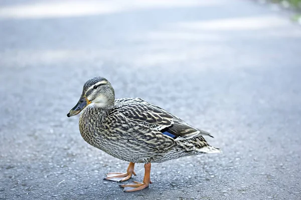 Mallard duck in het park — Stockfoto