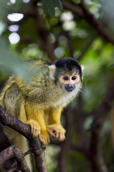 Kapucynów małpy w zoo — Zdjęcie stockowe