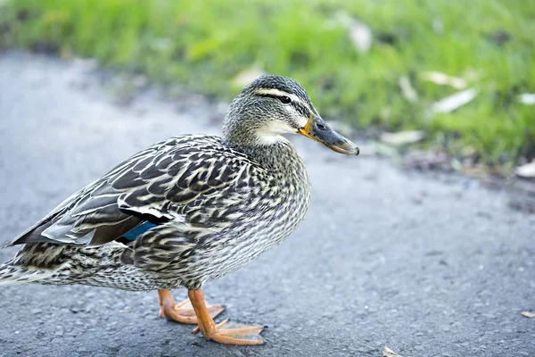 Mallard duck in het park — Stockfoto