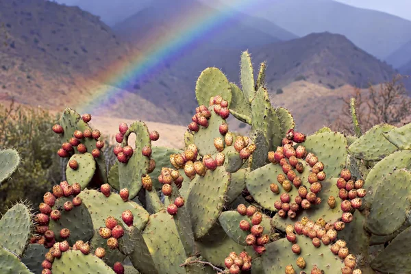 Prickly pear fruits and rainbow in the mountains of southern Morocco — Stock Photo, Image