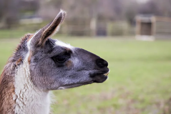 Çiftlikte otlatma lama