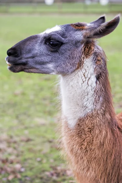 Lama, pasoucí se na farmě — Stock fotografie