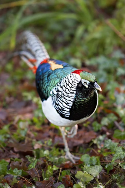 El faisán de Lady Amherst en el parque — Foto de Stock