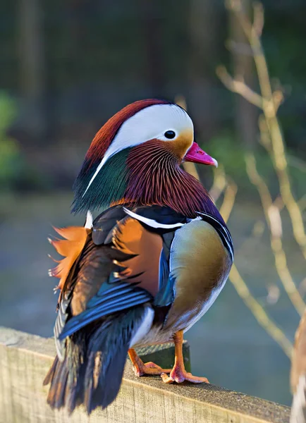 Mandarim pato macho no zoológico — Fotografia de Stock