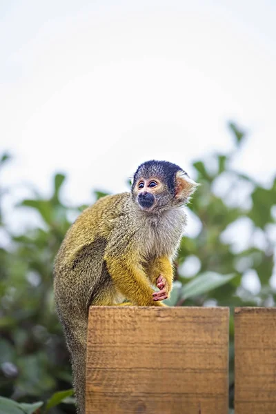 Kapucynów małpy w zoo — Zdjęcie stockowe