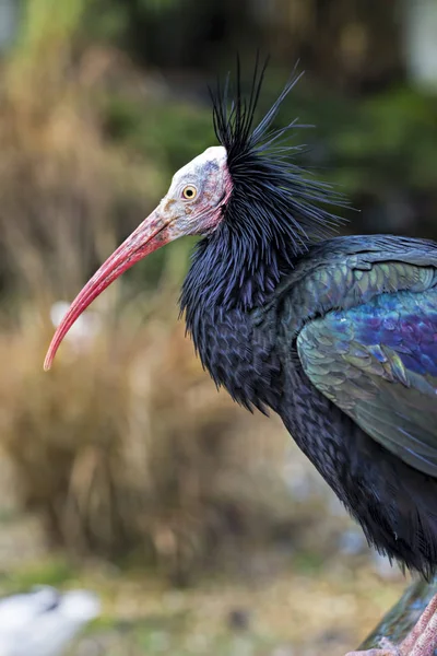 Noordelijke Kale Ibis profiel — Stockfoto