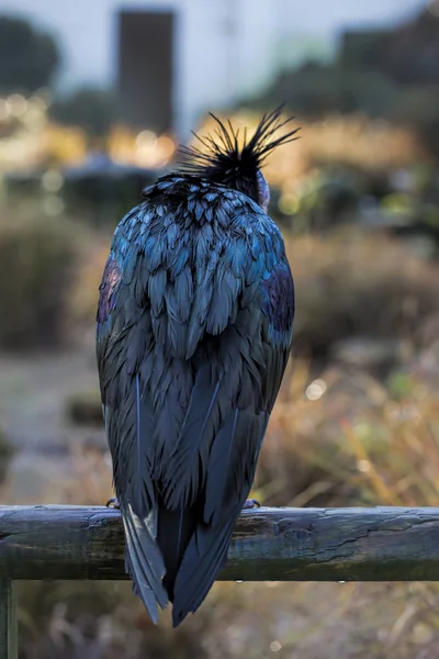 Kuzey kel Ibis profili — Stok fotoğraf
