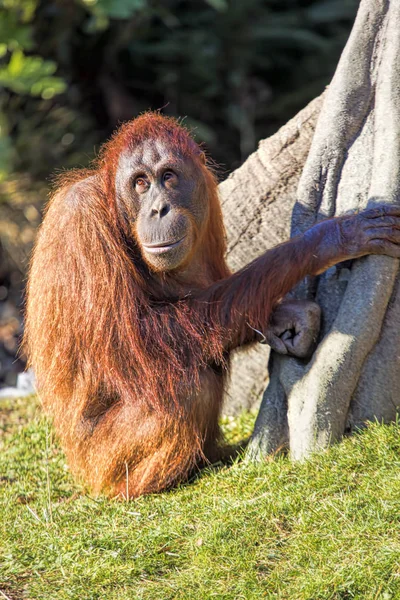 Orangutan borneański Pongo o pygmaeus — Zdjęcie stockowe