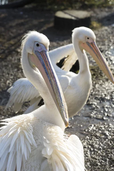 Beyaz Pelikan portresi — Stok fotoğraf