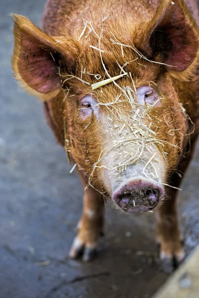 Çiftlikteki domuz — Stok fotoğraf