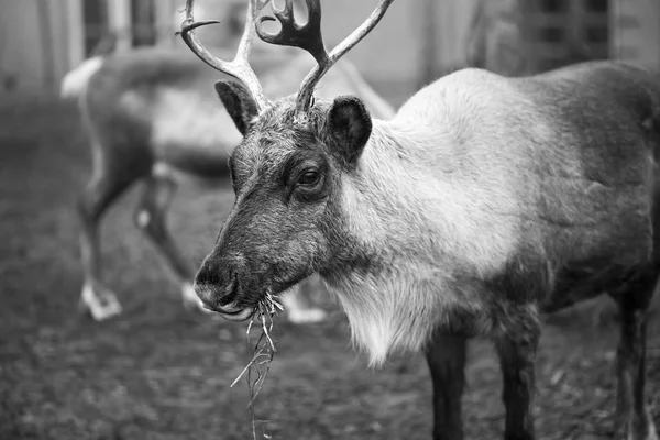 Renna che mangiano allo zoo — Foto Stock