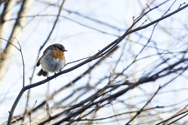 로빈 새는 나무에 앉아 — 스톡 사진