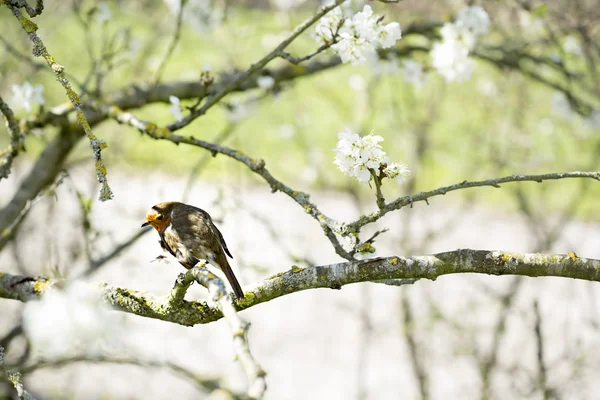 Пташиного Робін, сидячи на дереві — стокове фото