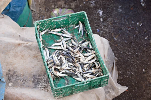 Sardinhas no mercado do peixe — Fotografia de Stock