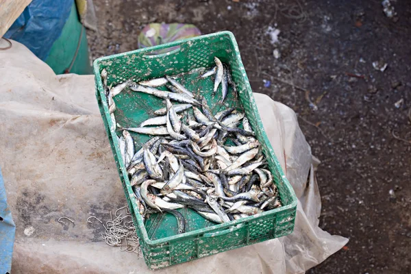 Sardientjes op de vismarkt — Stockfoto