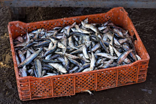 Sardientjes op de vismarkt — Stockfoto