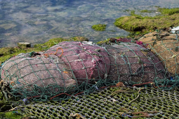 Kaz barnacle Fas deniz 