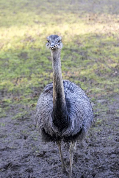 Emu en la granja — Foto de Stock