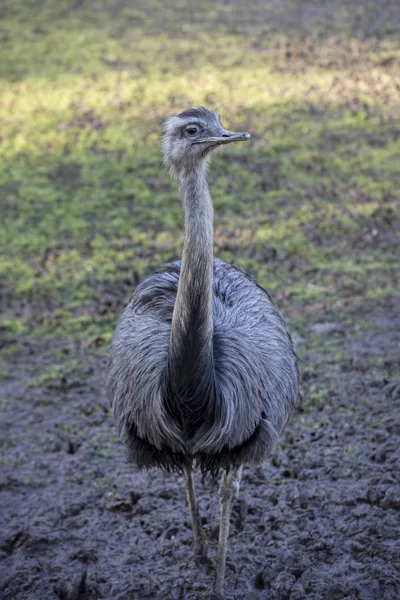 Emu auf dem Bauernhof — Stockfoto