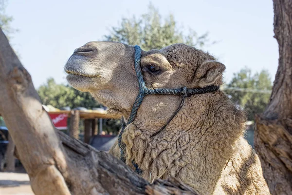 Develer deve çiftlikte — Stok fotoğraf