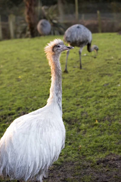 Emú blanco en la granja — Foto de Stock