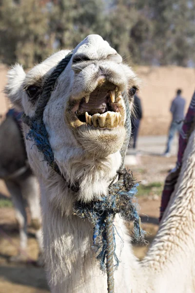 Camels on the camel farm Stock Photo