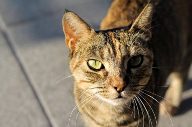 sokakta bir kedi portresi 