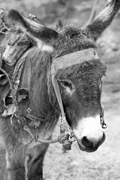 Donkey černá a bílá — Stock fotografie