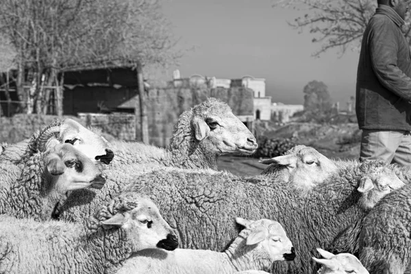 Troupeau de moutons avec berger — Photo