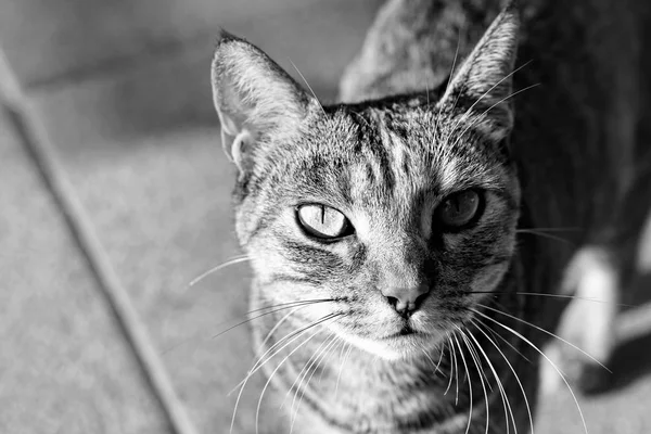 Retrato de un gato en la calle —  Fotos de Stock