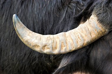 Manda boynuzu closeup