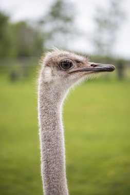 Devekuşu kafasını Hayvanat Bahçesi