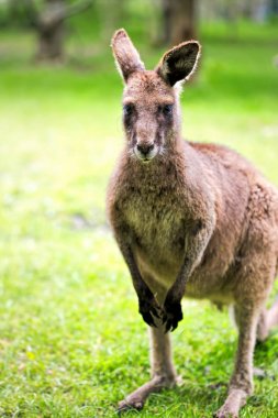 Kanguru çimenlerin üzerinde 