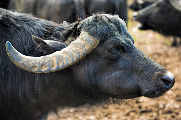 Çiftlikte buffalo — Stok fotoğraf