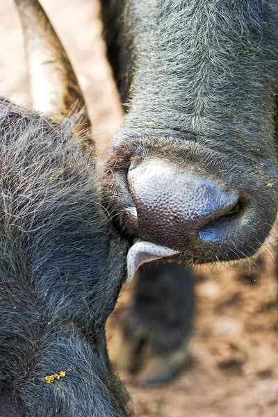 Burun Buffalo yalama — Stok fotoğraf