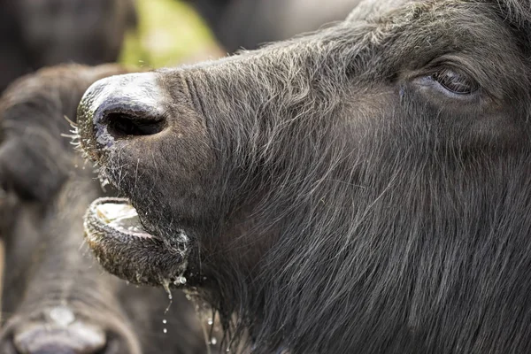 Closeup içme Buffalo — Stok fotoğraf