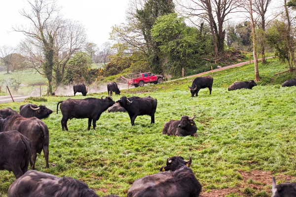 Çiftlikte Buffalos — Stok fotoğraf