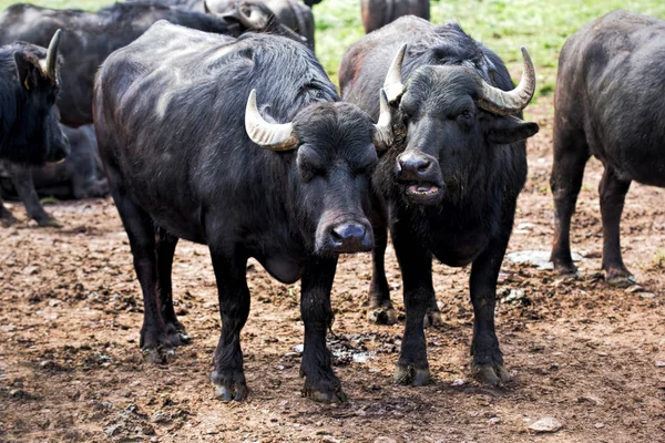 Çiftlikte Buffalos — Stok fotoğraf